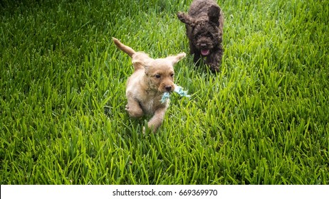 Golden And Chocolate Australian Labradoodle Puppies