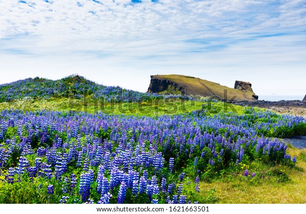 Golden Circle road trip in Iceland. Amazing\
Icelandic landscape. Lupine flowers by road side. Sophisticated\
rocks in background.