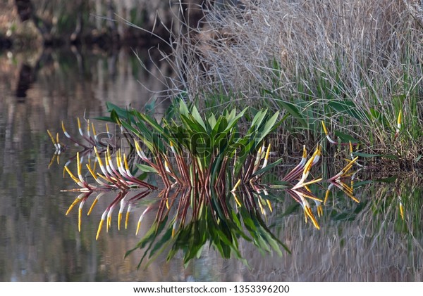 Golden Club Orontium Aquaticum Aquatic Flowering Stock Photo 1353396200