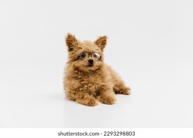 Golden Cockapoo puppy laying down isolated against a white background - Shutterstock ID 2293298803