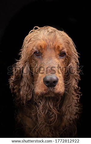 Similar – Image, Stock Photo Treat? Animal Pet Dog 1