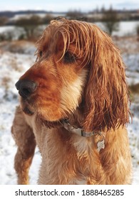 Golden Cocker Spaniel Dog Outside In The Snow