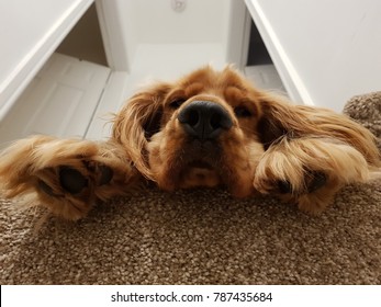 Golden Cocker Spaniel Dog Sleeping On Top Of Stairs