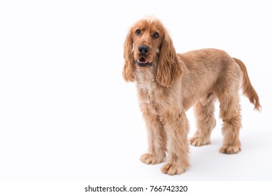 Golden Cocker Spaniel Images Stock Photos Vectors Shutterstock