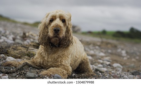 A Golden Cocker Spaniel On A Rocky Beach In The UK.