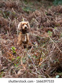 Golden Cocker Spaniel Pictures Somerset UK