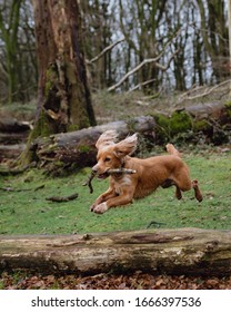 Golden Cocker Spaniel Pictures Somerset UK