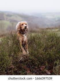 Golden Cocker Spaniel Pictures Somerset UK