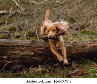 Golden Cocker Spaniel Pictures Somerset UK