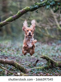 Golden Cocker Spaniel Pictures Somerset UK