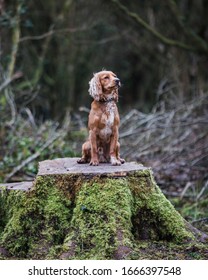 Golden Cocker Spaniel Pictures Somerset UK