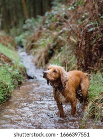 Golden Cocker Spaniel Pictures Somerset UK