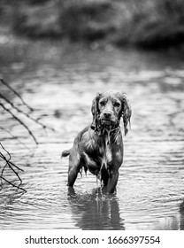 Golden Cocker Spaniel Pictures Somerset UK