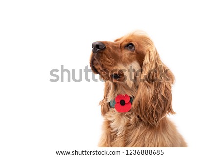 Golden Cocker Spaniel puppy dog looking up wearing a red poppy for Rememberance Day 11/11