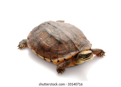 3,608 Golden turtle Images, Stock Photos & Vectors | Shutterstock