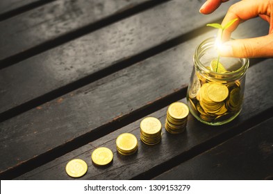 Golden Coin Stack With Beautiful Woman Hand Put Coin And Holding Green Plant In Jar On Wood Table Flat Lay Background In Park. Growth Business Financial Saving Marketing Concept For Investment Budget.