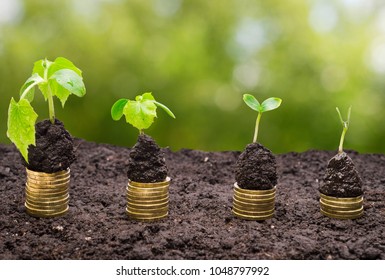 Golden coins in soil with young plant isolated. Money growth