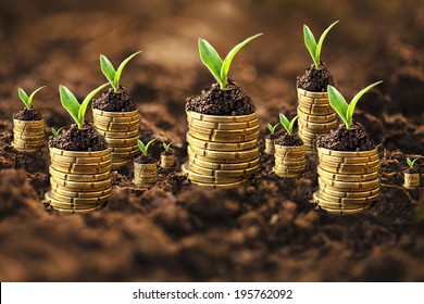 Golden Coins In Soil With Young Plant. Money Growth Concept. 