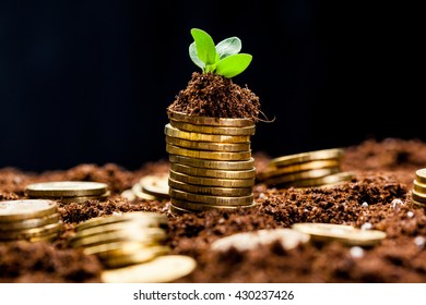 Golden Coins In Soil With Young Plant. Money Growth Concept.