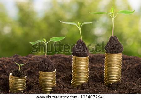 Golden coins in soil with young plant isolated. Money growth