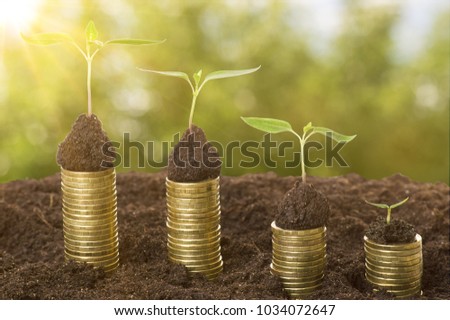Golden coins in soil with young plant and the rays of the sun. Money growth concept.
