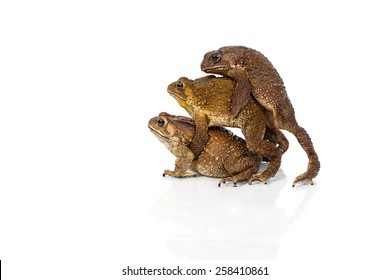 Golden Color Skin And Orange Neck Toad Are Mating And Contender On White Background, Toads Are Associated With Drier Skin And More Terrestrial Habitats Than Animals Commonly Called Frogs