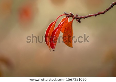 Herbststreben: Herbstblätter mit Knospe