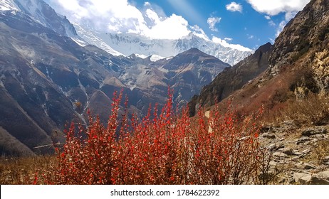 Golden Colored Bushes Along The Way To Tilicho Base Camp, Annapurna Circus Trek, Himalayas, Nepal, With The View On High Snow Capped Mountain Peaks. Dry And Desolated Landscape. Freedom And Solitude