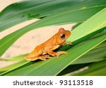 Golden colored tropical treefrog on green exotic foliage called a Mahogany Treefrog, Hyla loquax