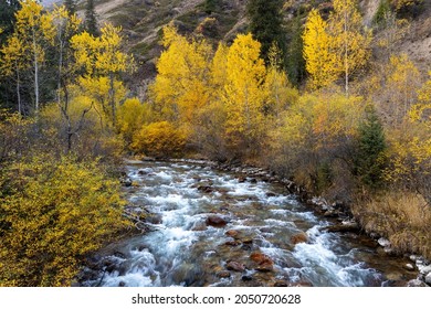 Golden colors of trees along Turgen River in autumn. Turgen gorge, Ile-Alatau National Park, Kazakhstan.