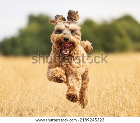 Golden coloured cockapoo dog running to camera with an out of focus background. UK