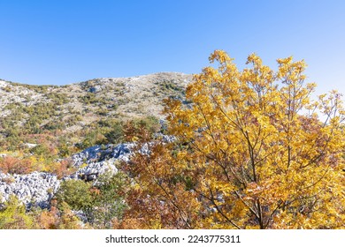 Golden coloured tree branches with scenic view of mountain peak of Derinski Vrh, Adriatic Mediterranean Sea, Montenegro, Balkan Peninsula, Europe. Sunny autumn day in Lovcen, Orjen national park - Shutterstock ID 2243775311