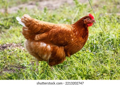 Golden Comet Chicken. Hen free roaming in a green field - Shutterstock ID 2213202747