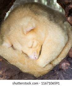 Golden Common Brushtail Possum (Trichosurus Vulpecula) Cureld Up Sleeping