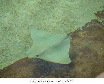 Golden Cownose Ray (Rhinoptera Steindachneri) Is A Species Of Eagle Ray, Family Myliobatidae.