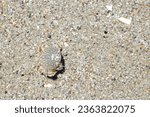 Golden crab hiding on the sandy beach