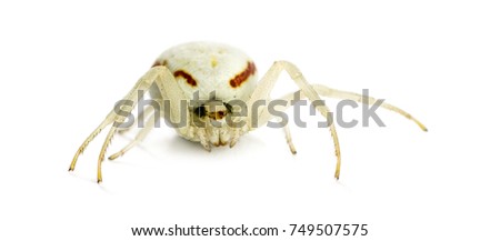 Golden Crab Spider, Misumena vatia in front of a white background