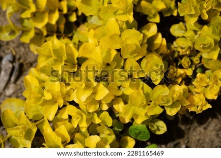 Golden Creeping Jenny leaves - Latin name - Lysimachia nummularia Aurea