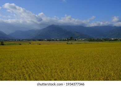 The Golden Crop Waving in Chishang
(池上金黃色稻浪）