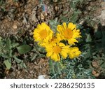 The Golden Crownbeard, scientifically known as Verbesina encelioides, is a yellow-flowered plant also known as Cowpen daisy or butter daisy