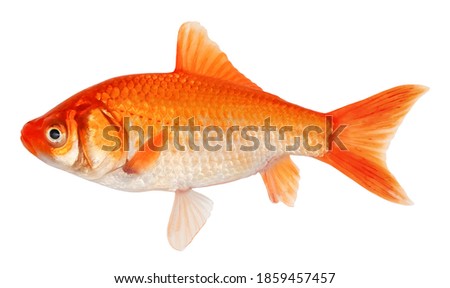 Golden crucian carp fish. Goldfish isolated on white background