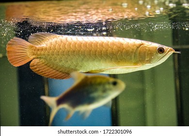 Golden Dagon Arowana In Water