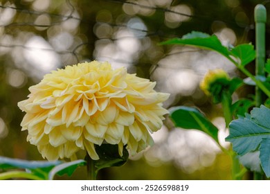 Golden Dahlia in Warm Sunset Light - Powered by Shutterstock