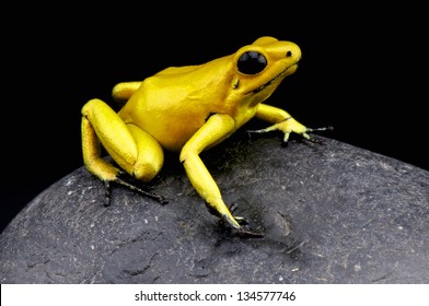 Golden Dart Frog / Phyllobates Terribilis