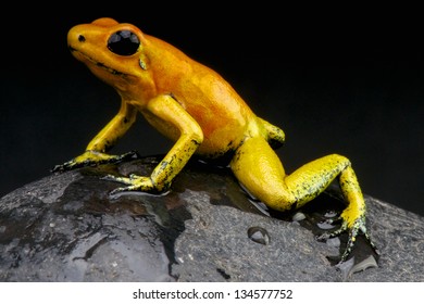 Golden Dart Frog / Phyllobates Terribilis