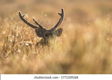 Golden Dawn With Hog Deer