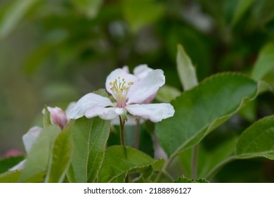 Golden Delicious apple branch with flowers - Latin name - Malus domestica Golden Delicious