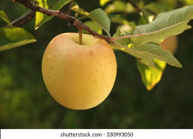 Golden Delicious Apple  Growing On The Apple Tree Branch