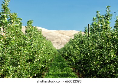 Golden Delicious Apple Trees Growing In A Washington Orchard.