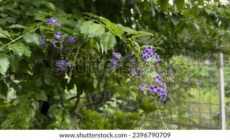 golden dewdrop flower, purple flower in a garden backyard